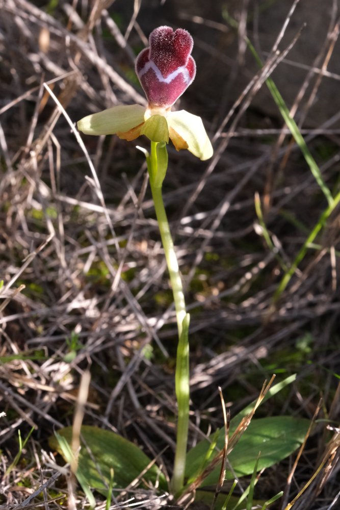 Orchidee di Marzo - Dalla Grecia con passione